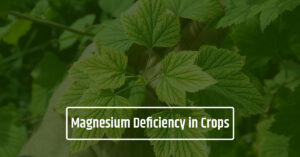 How Magnesium Deficiency Steals Crop Yields